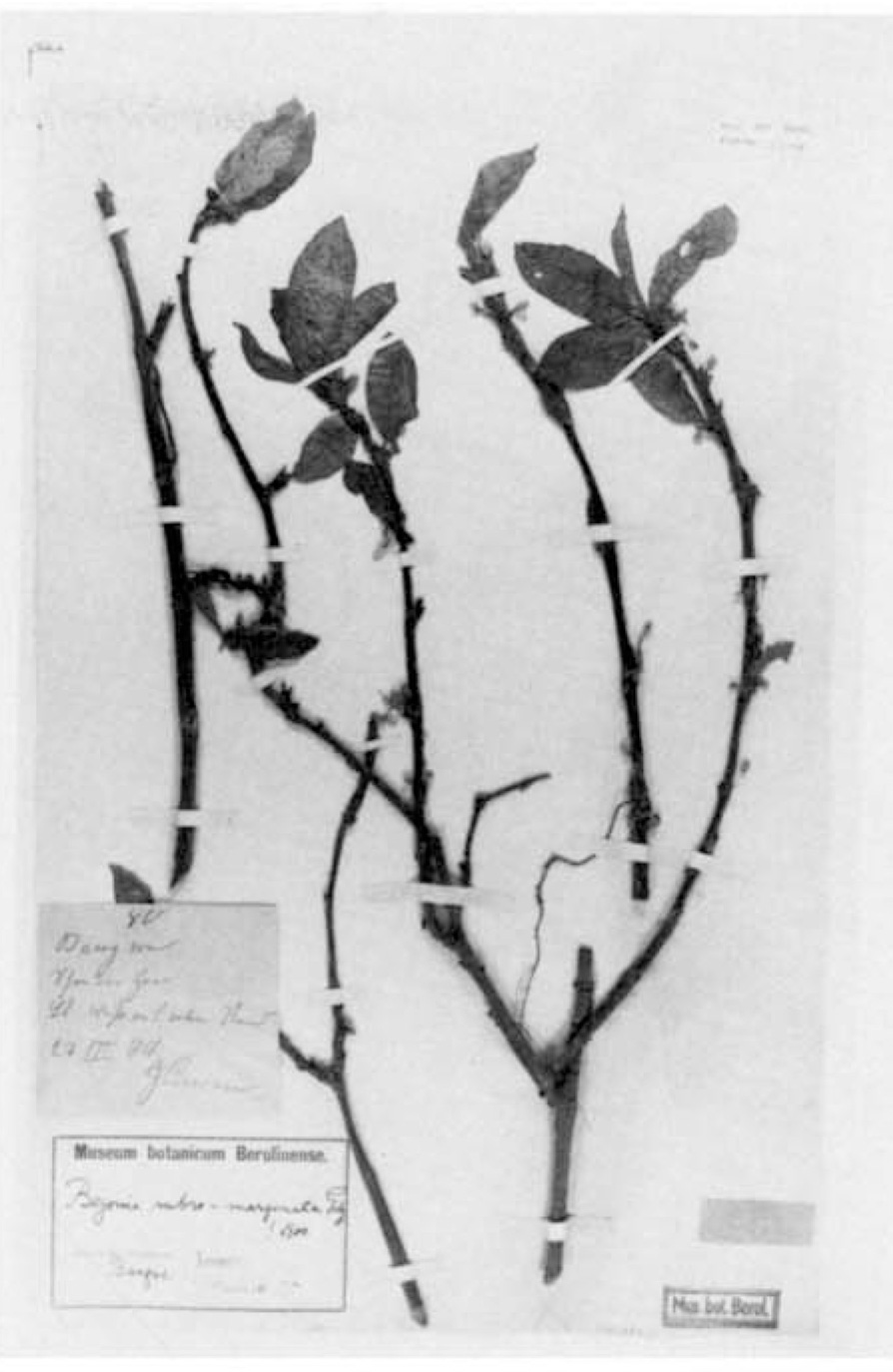 B. rubromarginata